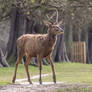 Red Deer Stock 2