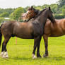 Black Horse Stock 16 (a mutual groom)