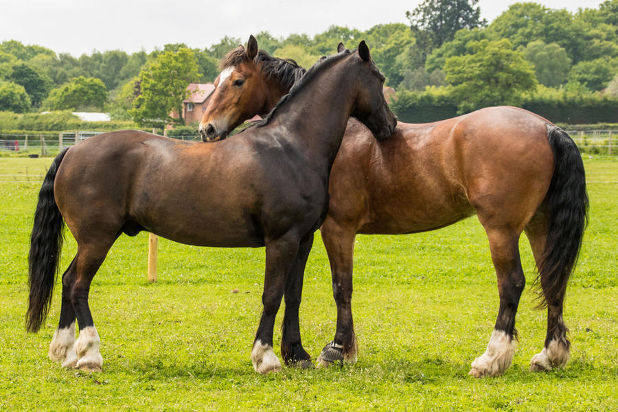 Black Horse Stock 16 (a mutual groom) by Venari-Stock Black Horse Stock 16 (a mutual groom) by Venari-Stock