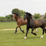 Welsh Horses Stock 1