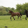 Welsh Horses Stock 4 (synchronised stride)