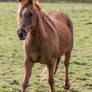 Chestnut Arabian Stallion Stock 3