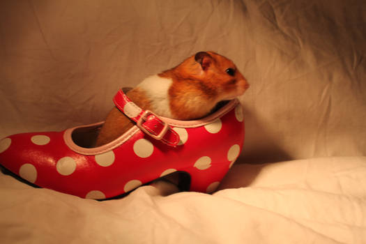 I am in a shoe!