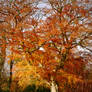 Autumn light, Belvoir Forest