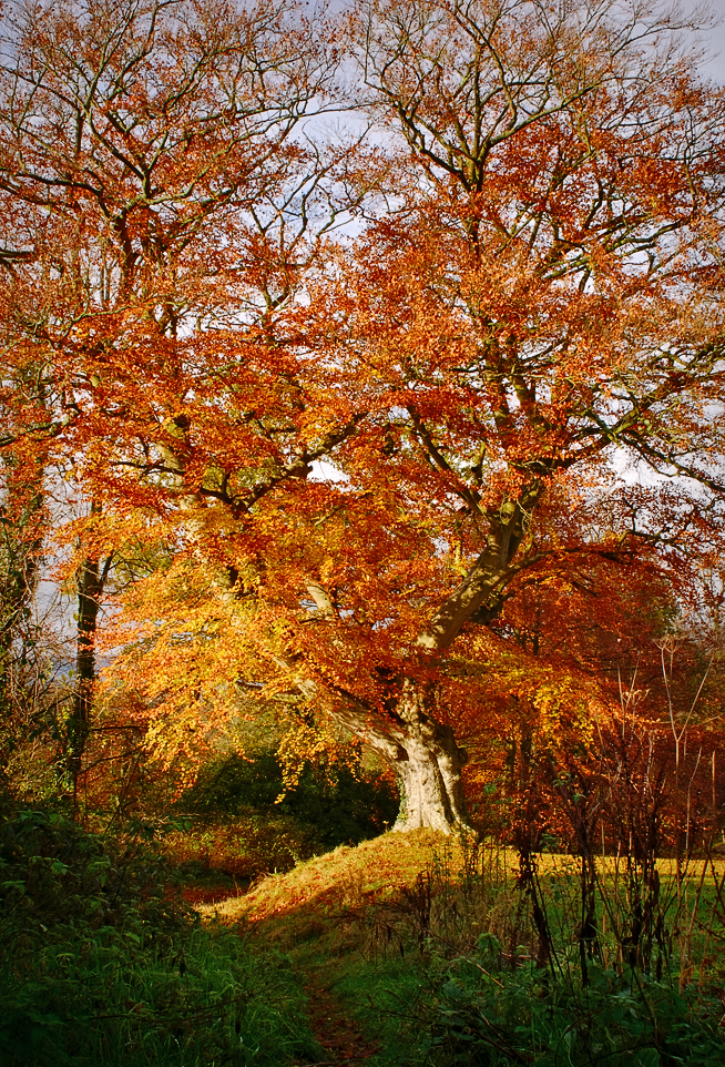 Autumn light, Belvoir Forest