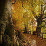 Belvoir Forest Path, Autumn 08