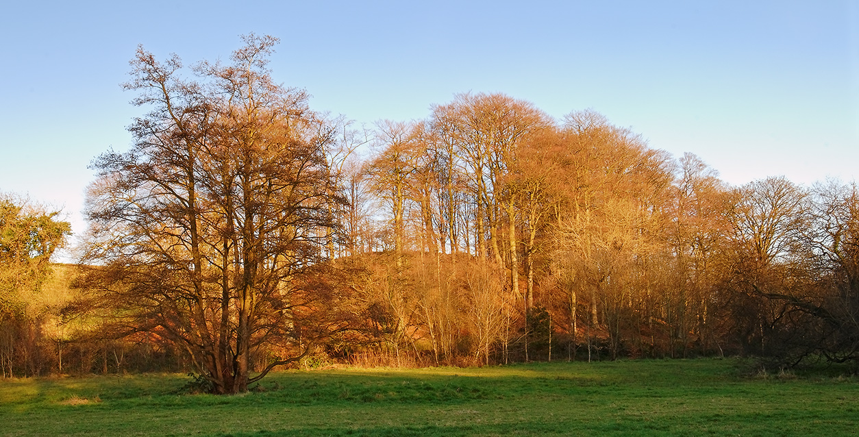 Minnowburn Trees at Sunset