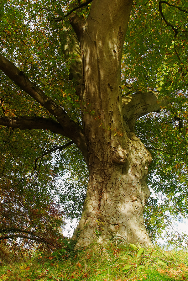 Belvoir Tree Autumn, Close II