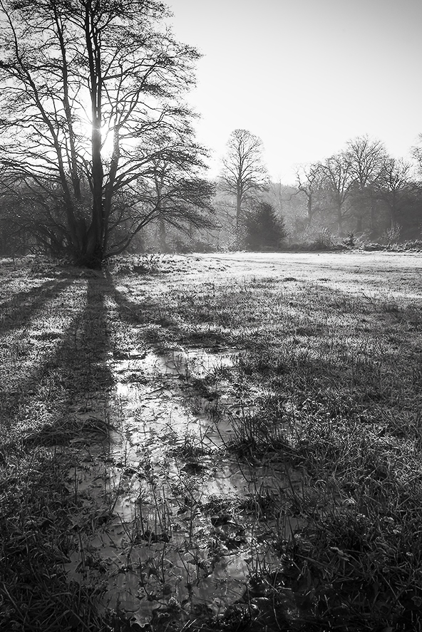 Tree in Winter Sunlight