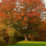 Belvoir Tree in Early Autumn
