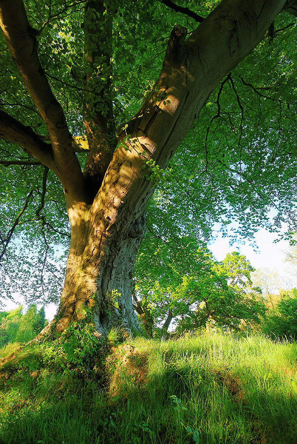 Belvoir Tree Spring, Up Close