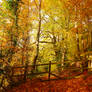 Belvoir Forest Fence, Autumn