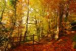 Belvoir Forest Fence, Autumn by Gerard1972