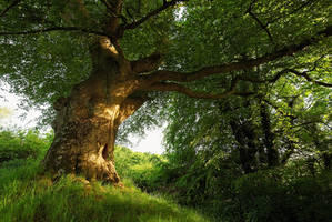 Belvoir Tree, Evening Light II