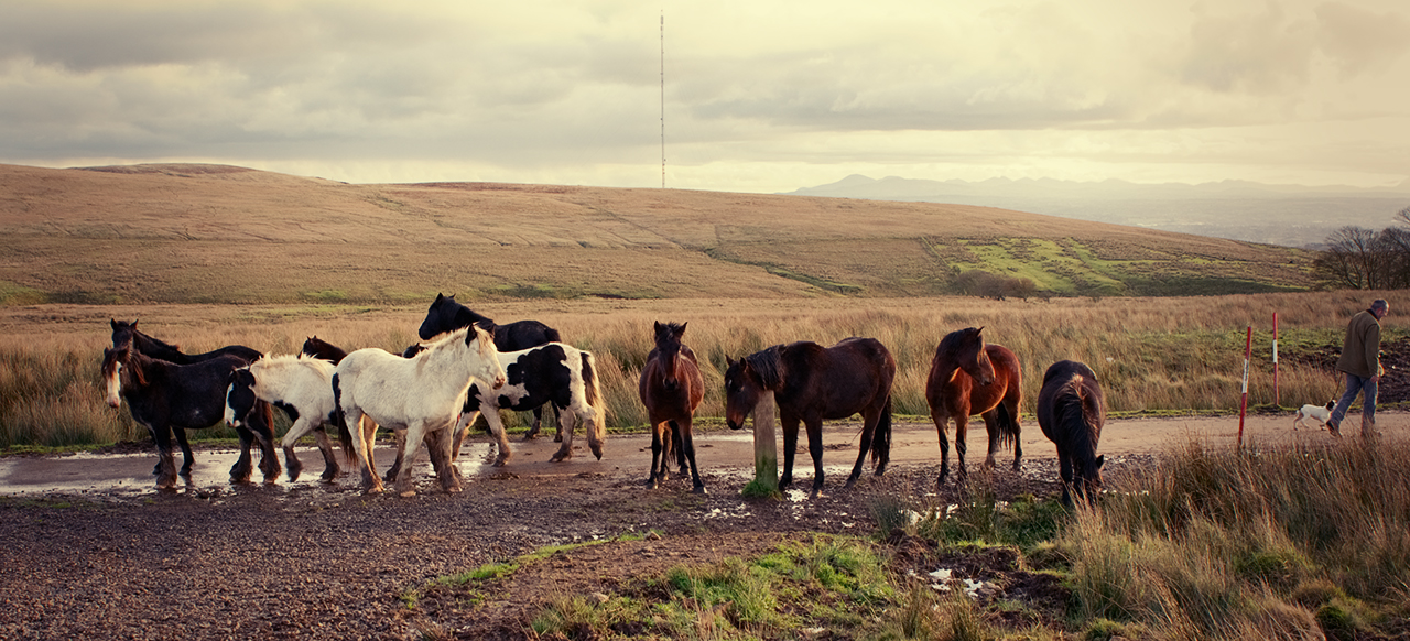 Divis Horses