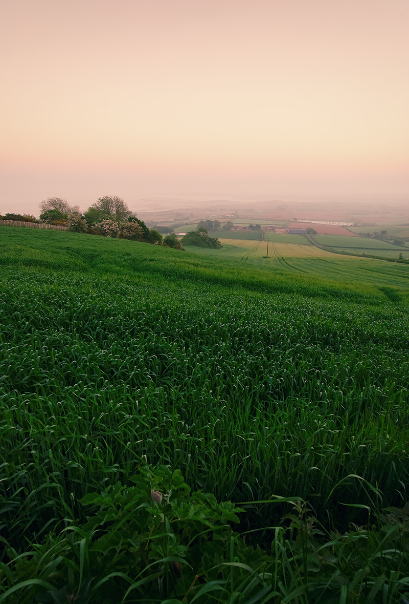 Scrabo Field