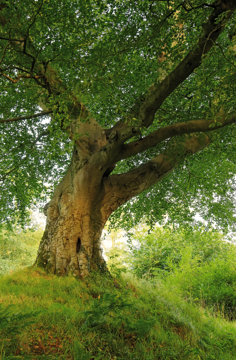 Belvoir Tree, August 2009 IV