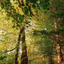 Belvoir Forest Path, Autumn 09