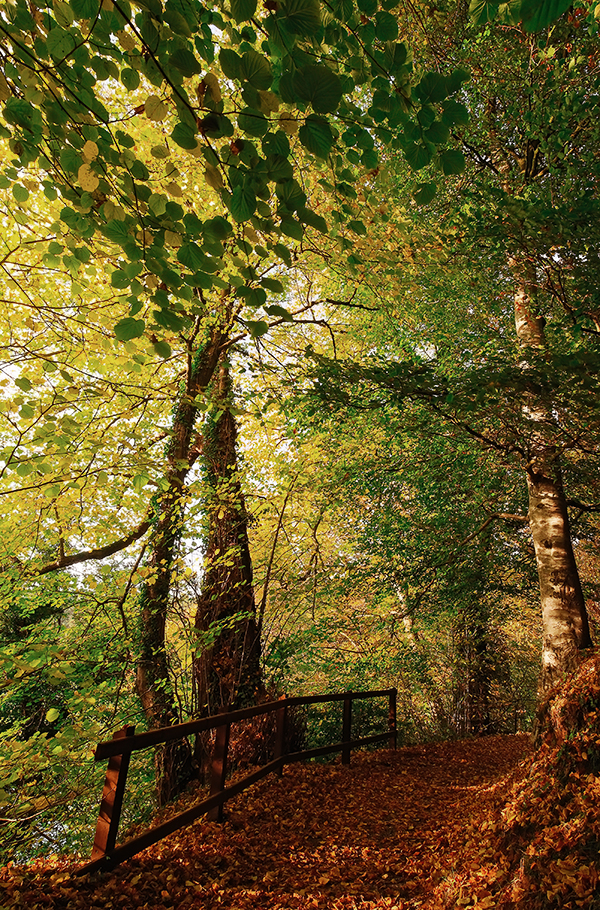 Belvoir Forest Path, Autumn 09