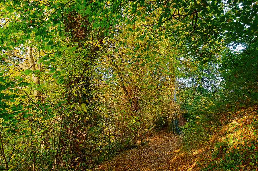 Belvoir Forest Path, Autumn 5