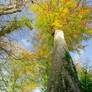 Autumn from Below