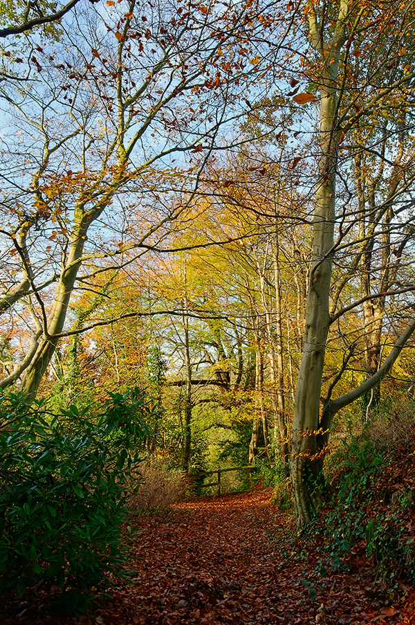 Belvoir Forest Fence, Autumn 2