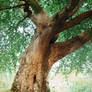 Belvoir Tree, August 2009 Rev