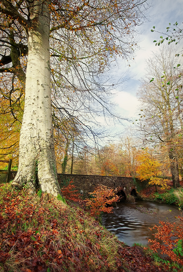 Minnowburn Beeches, November