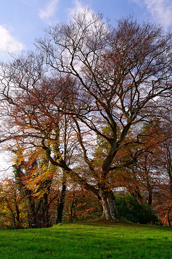 Belvoir Tree Portrait III