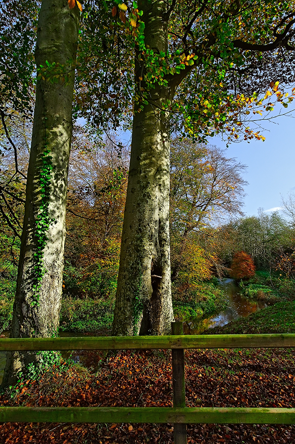 Minnowburn Beeches Autumn V