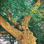 Belvoir Tree, August 2009 IIIR