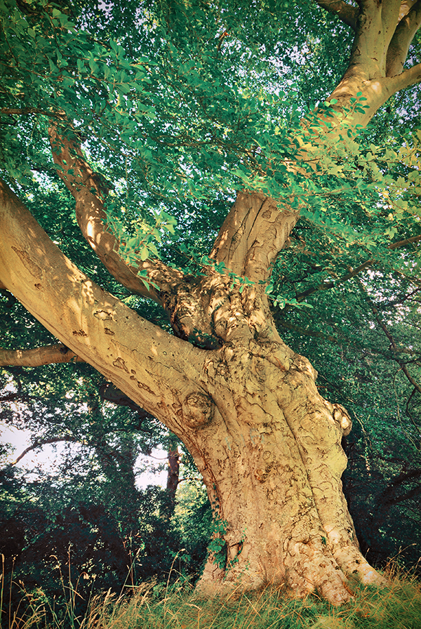 Belvoir Tree, August 2009 IIIR