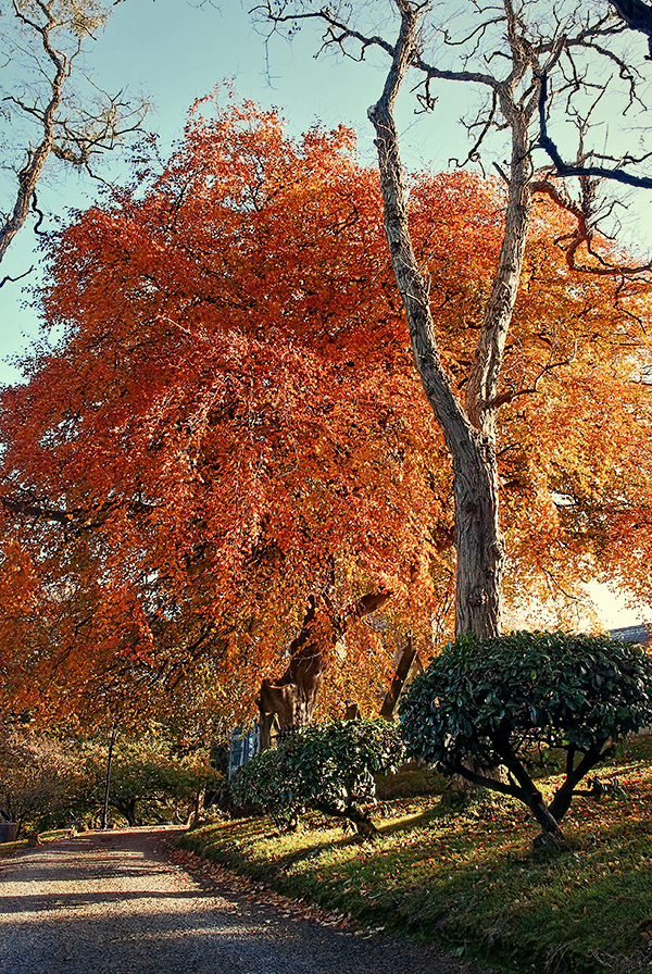 Autumn at St Patrick's II