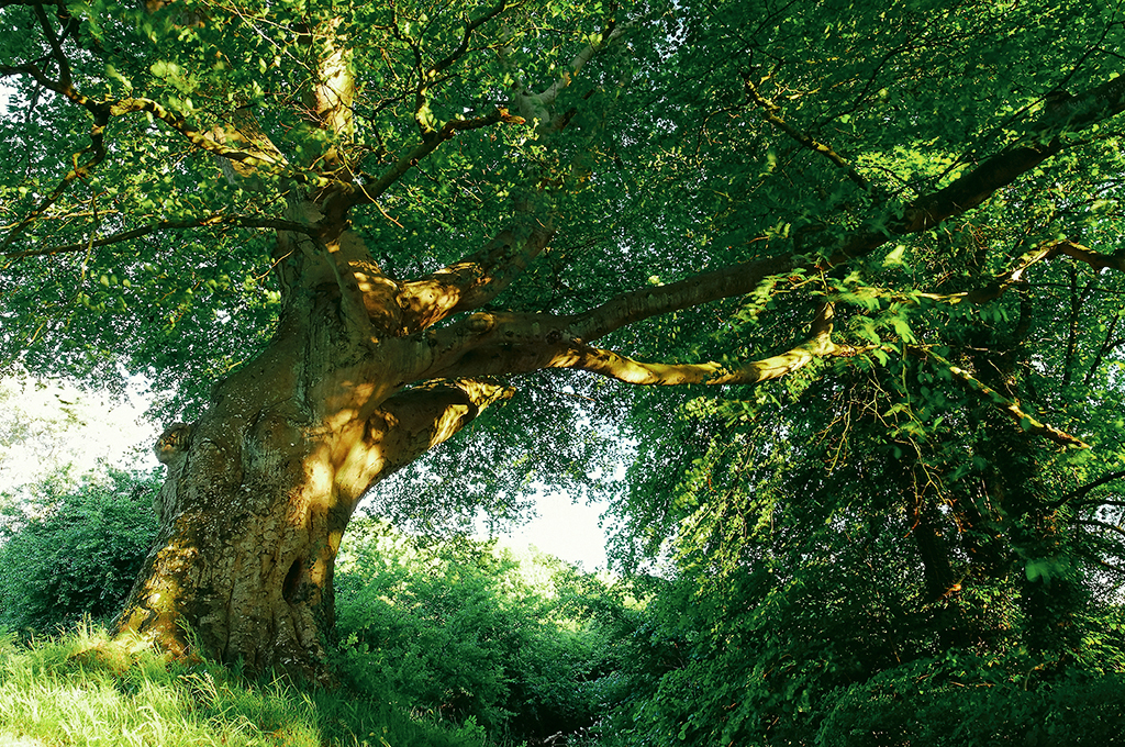 Belvoir Tree, Evening Light 3