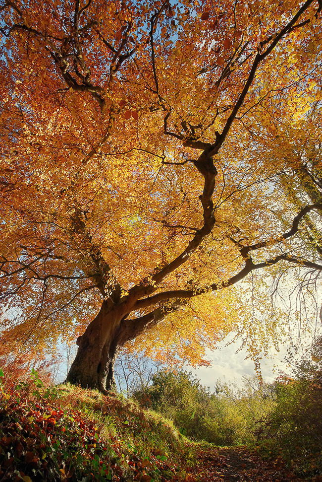 Belvoir Tree from Below R