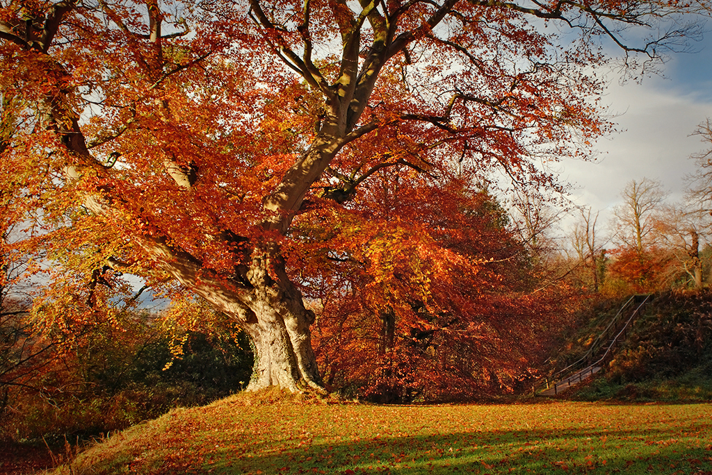 Autumn in Belvoir Forest R