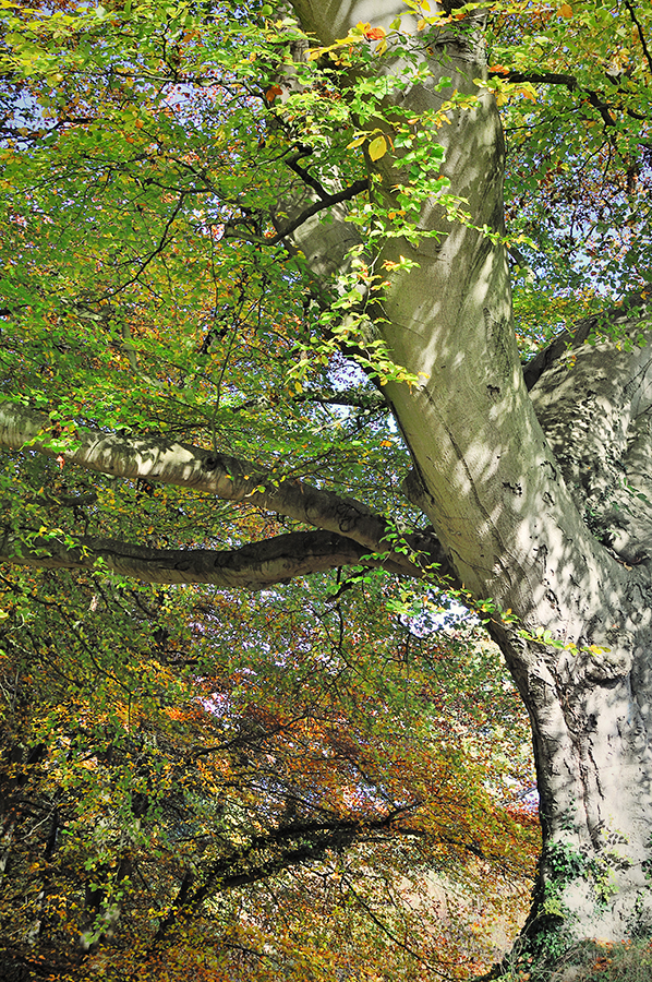 Belvoir Tree Autumn Curves