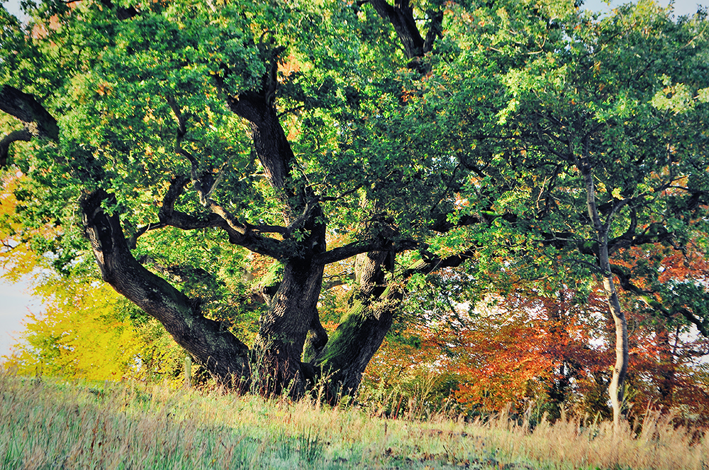 Belvoir Ancient Oak Tree