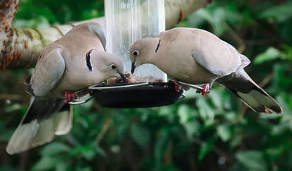 Dinner for Two