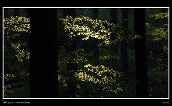 Setting sun in new elm leaves