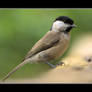 A Willow Tit