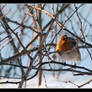 Winter - European robin