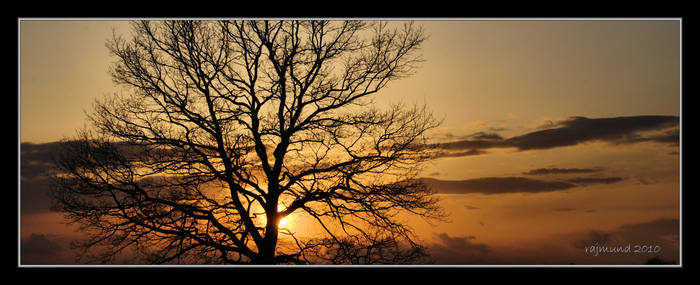 Same tree, same sun