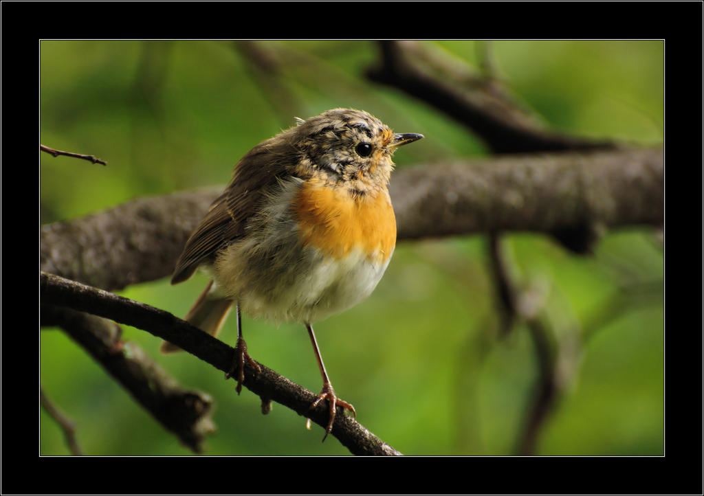 Juvenile robin