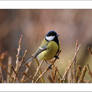 Another great tit