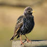 Puffed up starling