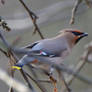 Bohemian waxwing