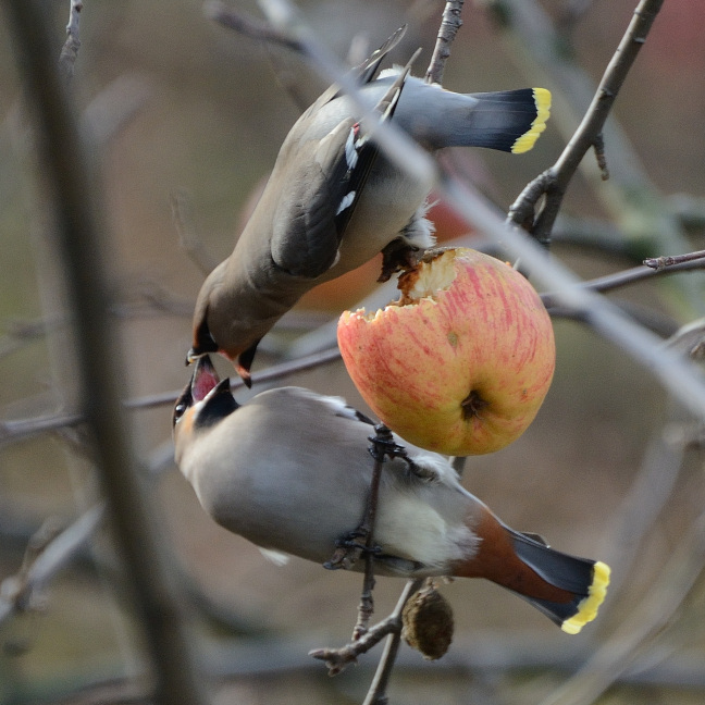 This is my apple!