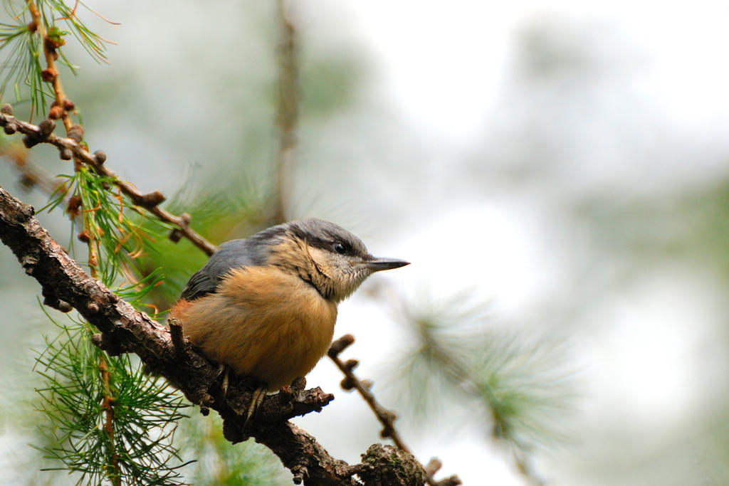 Juvenile nuthatch by Rajmund67