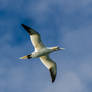 A gannet